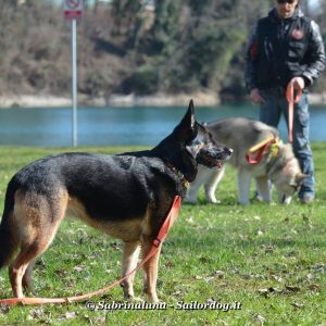 Fermare il cane a distanza