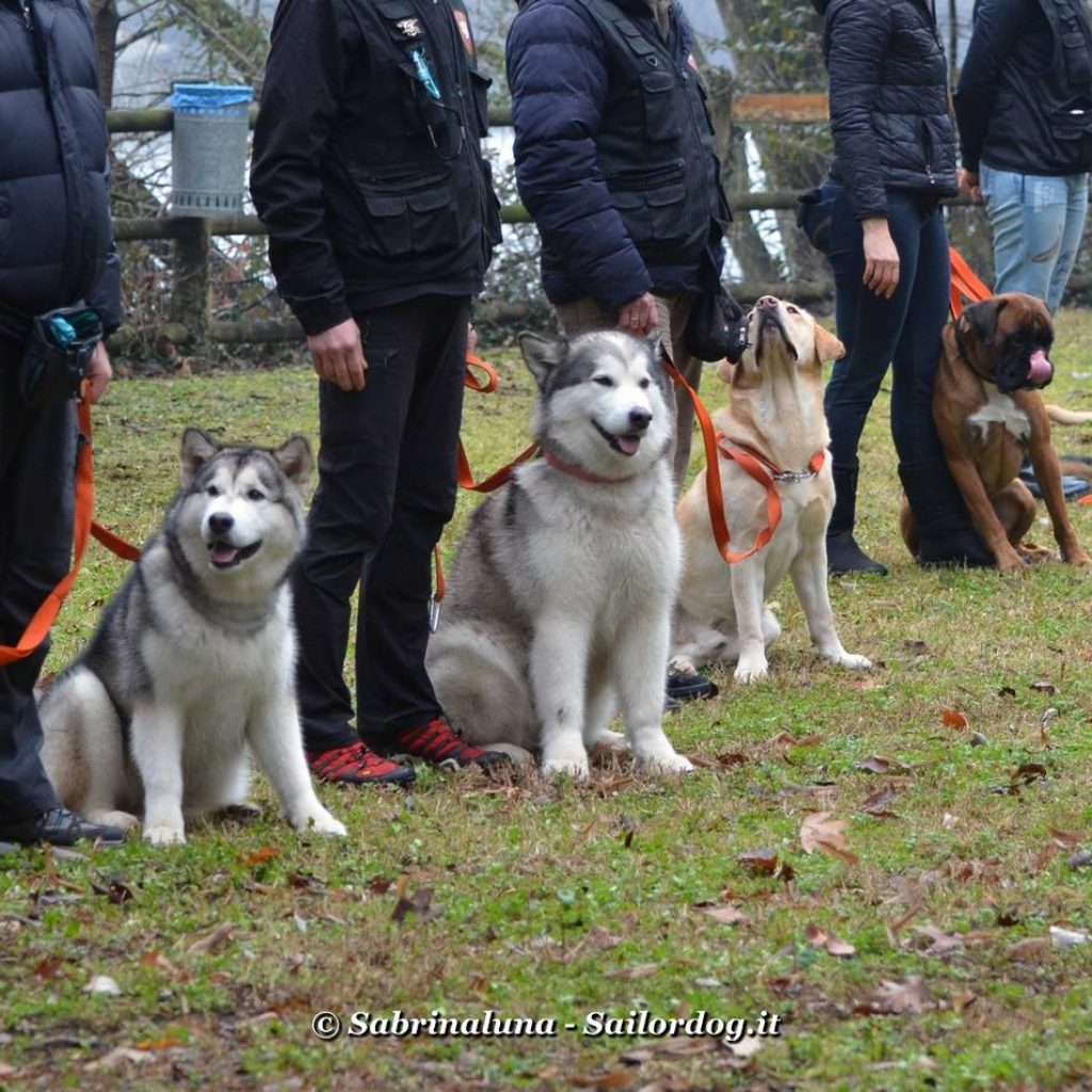 Sailordog - Educazione Cinofila